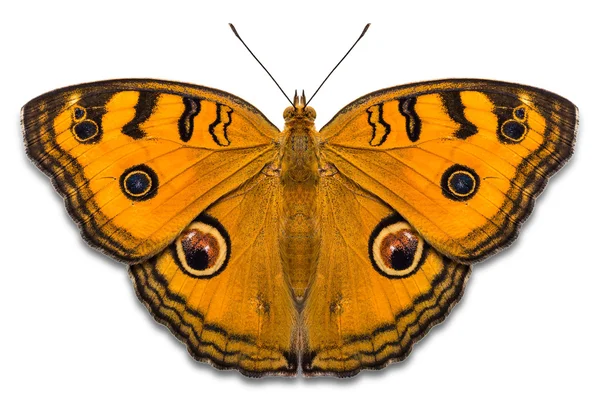 Páv Bledý motýl — Stock fotografie
