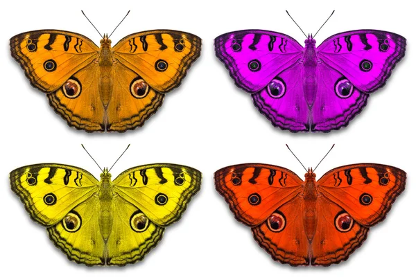 Warna indah kupu-kupu Peacock Pansy — Stok Foto