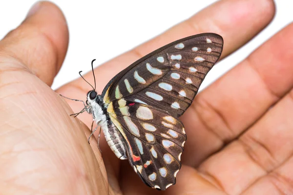 Spotted Jay butterfly — Stock Photo, Image