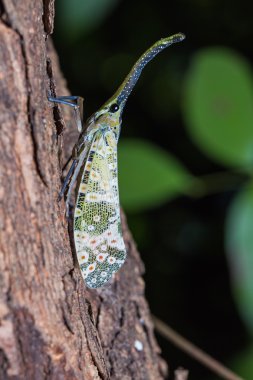 Pyrops spinolae fener hata
