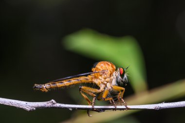 soyguncu fly