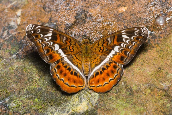 La mariposa caballero — Foto de Stock