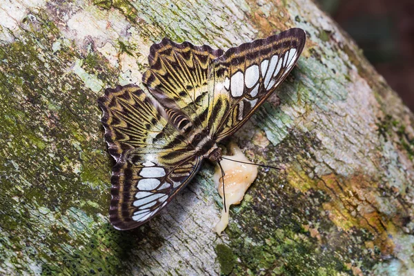 Borboleta clipper — Fotografia de Stock