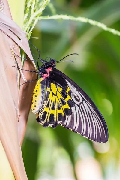 Mariposa de ala de pájaro dorado — Foto de Stock