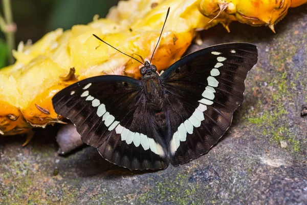 Şeritli marquis kelebek — Stok fotoğraf