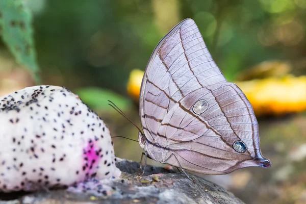 Mariposa Koh-i-noor — Foto de Stock