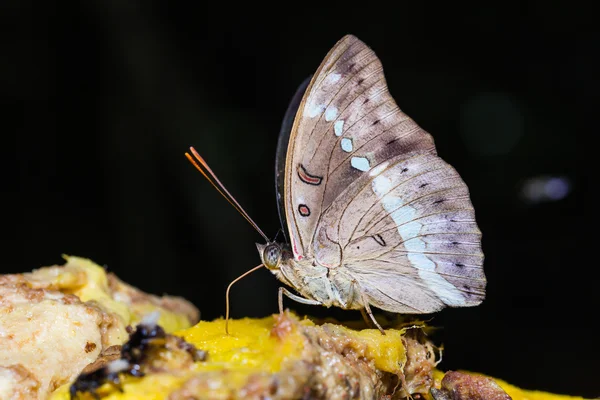 Mariposa del Marqués Banded — Foto de Stock