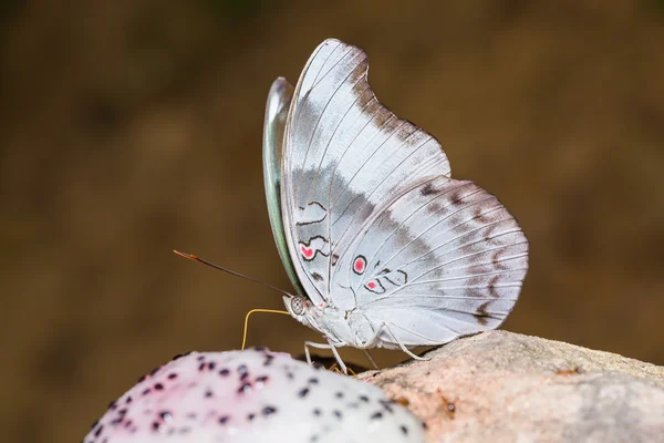 Redspot Duke mariposa —  Fotos de Stock