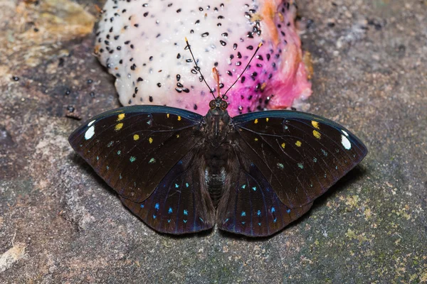 Mavi nokta Arşidük kelebek — Stok fotoğraf