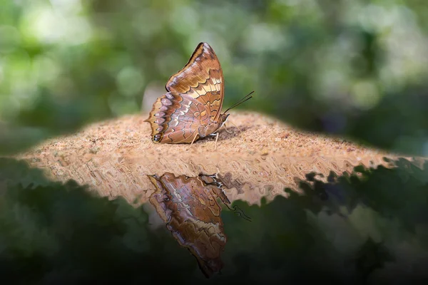 Бабочка Тахаи Раджа — стоковое фото