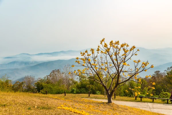 Silk Cotton flower tree — Stock Photo, Image