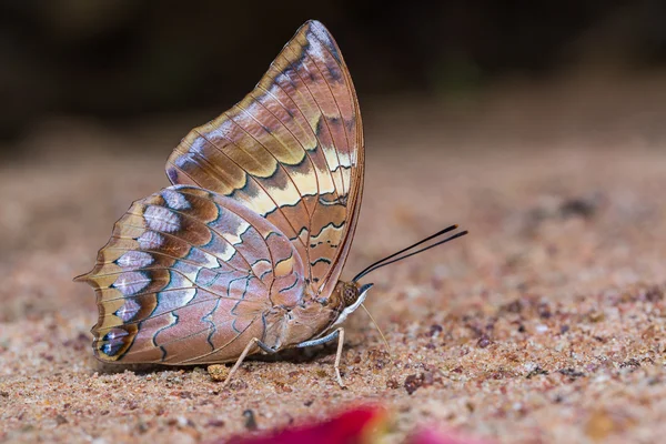 Tawny Rajah mariposa — Foto de Stock