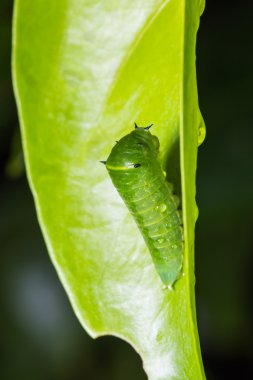 Ortak Bluebottle tırtıl