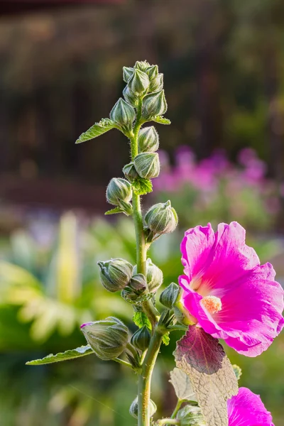 Hollyhocks tomurcukları ve çiçek — Stok fotoğraf