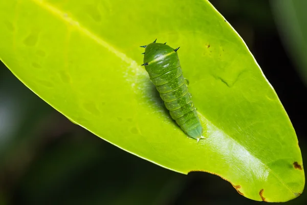 Blaukehlchen-Raupe — Stockfoto