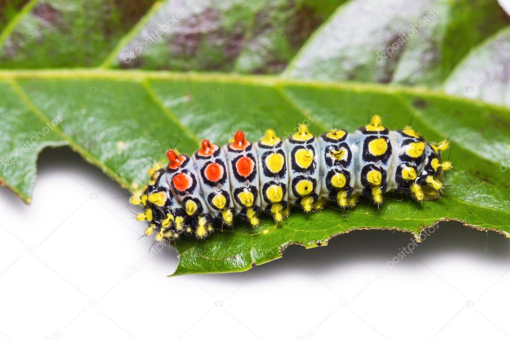 Drury's Jewel caterpillar