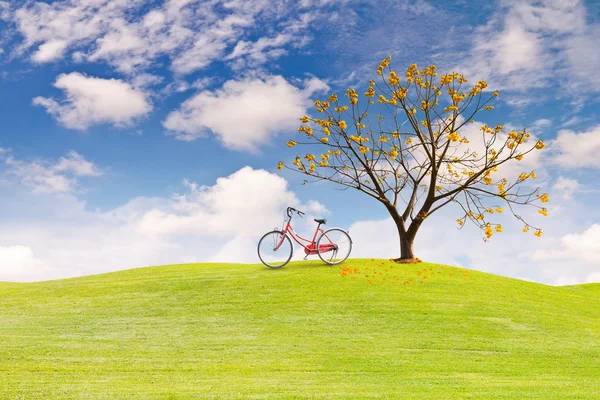 Silk Cotton flower tree on green grass field