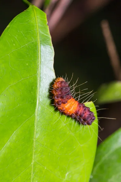 Nosymna Stipella caterpillar — Stockfoto