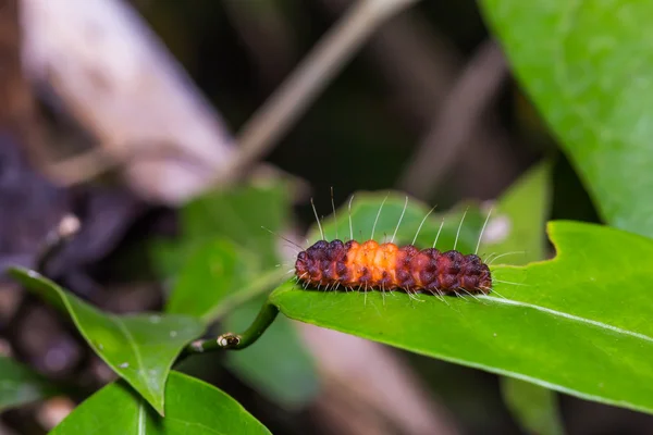 Nosymna Stipella caterpillar — Stock Photo, Image