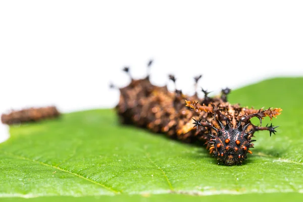 Common Commander caterpillars — Stock Photo, Image