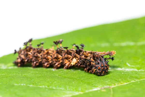 Common Commander caterpillar — Stockfoto