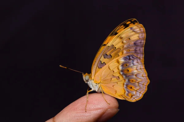 Mariposa leopardo común — Foto de Stock