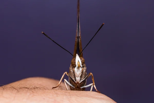 황갈색 rajah 나비 — 스톡 사진