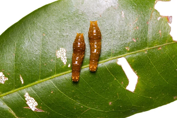 Молодые полосатые гусеницы — стоковое фото