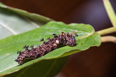 Ortak Komutan tırtıl