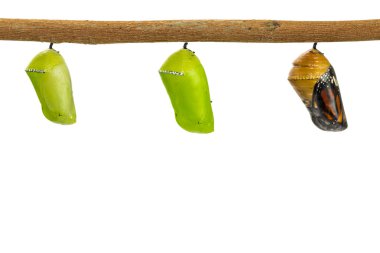 Ortak kaplan pupa