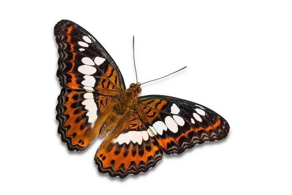 Společné velitel motýl — Stock fotografie