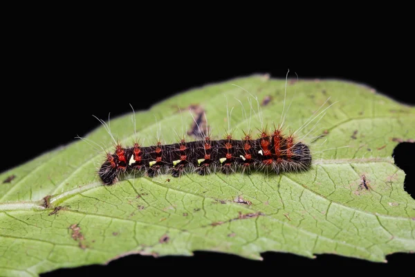 Arany császár moly caterpillar — Stock Fotó