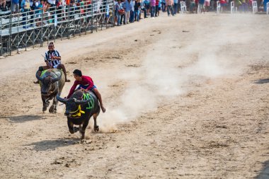 Chonburi içinde yarış Buffalo