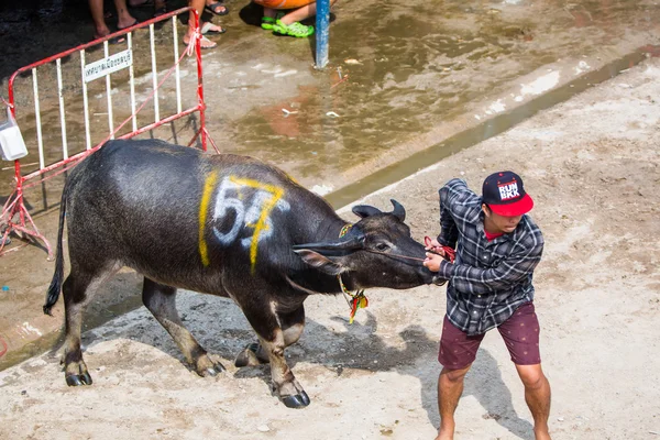 ย้ายบัฟฟาโลไปสตาร์ทเครื่อง — ภาพถ่ายสต็อก