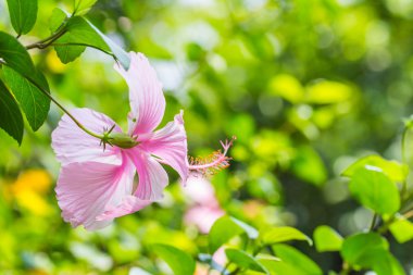 Pembe Başörtüsü Çiçeği