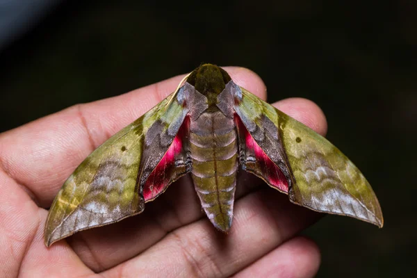 Rubricosa polilla halcón verde y rosa — Foto de Stock