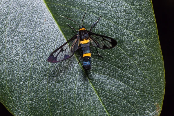 自然の中の侍女蛾 — ストック写真