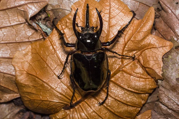 Escarabajo del Cáucaso en la naturaleza —  Fotos de Stock