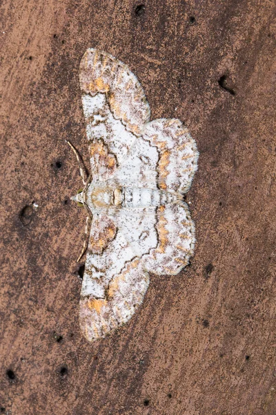 Polilla geométrica sobre superficie plana de madera — Foto de Stock