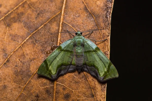 乾燥葉のシャクガ蛾 — ストック写真