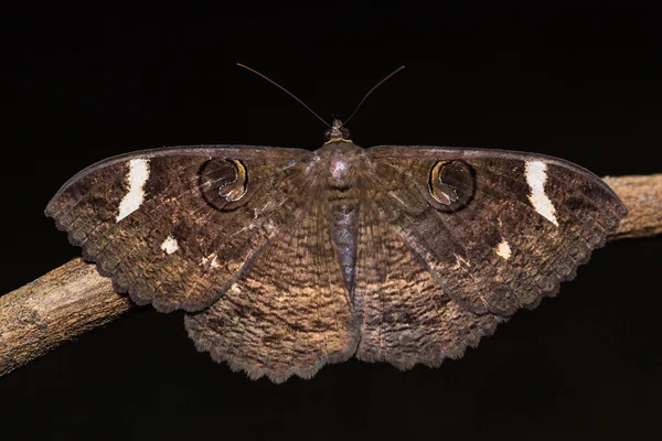 Erebus přátelé motýl — Stock fotografie