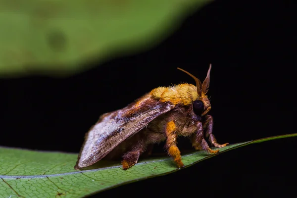 Moth on green leaf — Stock Photo, Image