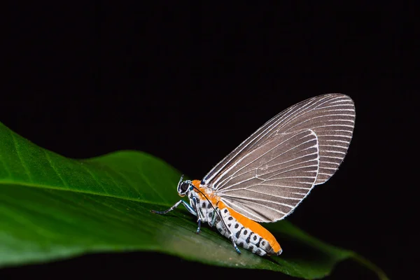 Snouted Tiger moth na zielony liść — Zdjęcie stockowe