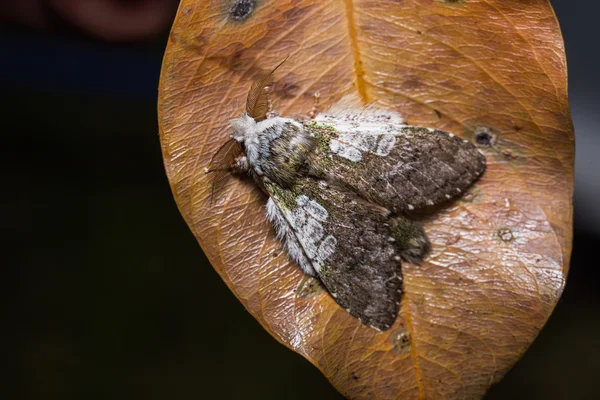 Syntypistis comatus moth on dried leaf — Stock Photo, Image