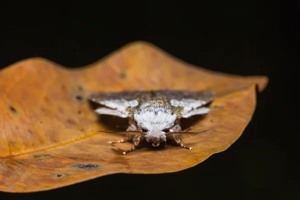 Syntypistis comatus moth on dry leaf — Stok Foto