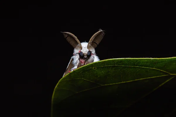 Lymantria marginalis moth on green leaf — Stock Photo, Image