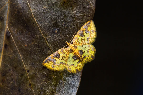 Motýl na sušených listů — Stock fotografie