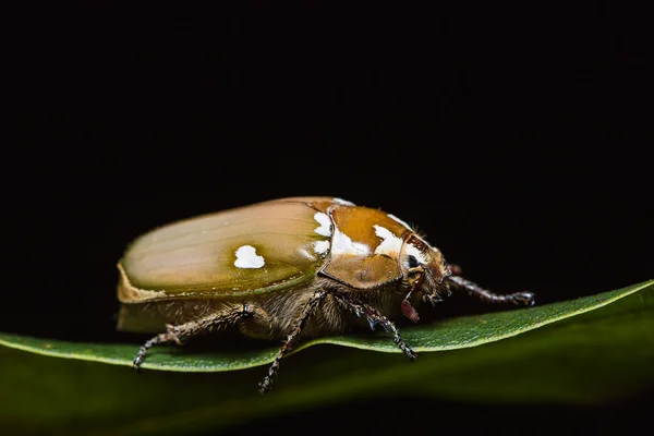 White man-faced June beetle — Stock Photo, Image