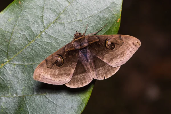 Indische Eulenfalter auf grünem Blatt — Stockfoto