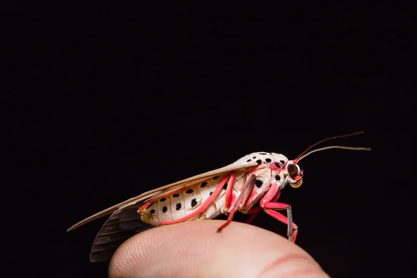 Σκώρος astreus Amerila — Φωτογραφία Αρχείου